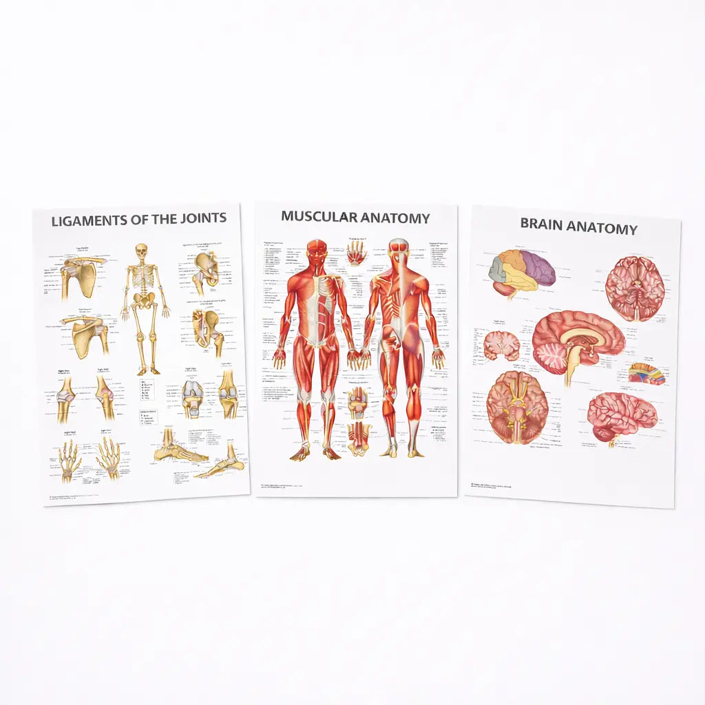 Anatomy Models for Medical Students UK | Human Anatomy Models ...