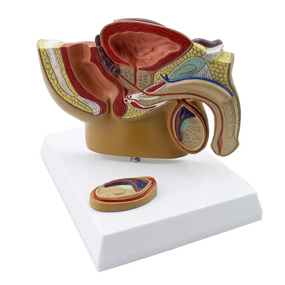 Male Pelvis & Prostate Anatomy Model | Sagittal Section Teaching Model ...